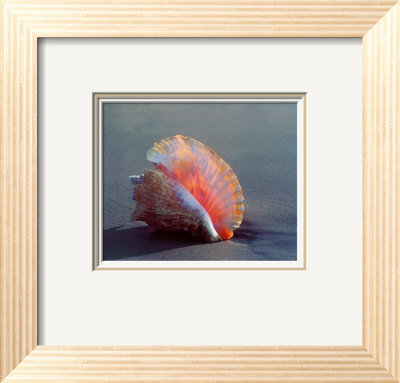Conch by Ruth Burke Pricing Limited Edition Print image