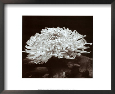 Chrysantemum by Bill Philip Pricing Limited Edition Print image