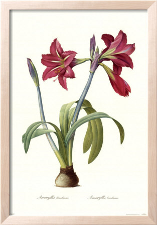 Amaryllis Brasiliensis by Pierre-Joseph Redouté Pricing Limited Edition Print image