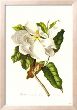 Magnolia Maxime Flore by Georg Dionysius Ehret Pricing Limited Edition Print image