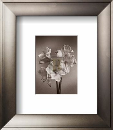 Amaryllis by Bill Philip Pricing Limited Edition Print image