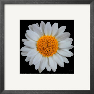 Daisy by Mitch Ostapchuk Pricing Limited Edition Print image