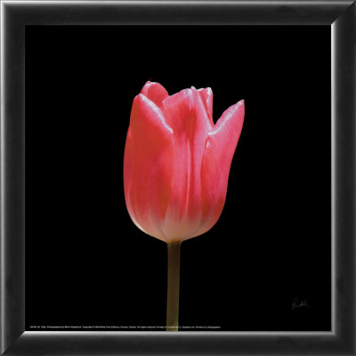Cerise by Mitch Ostapchuk Pricing Limited Edition Print image