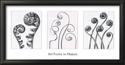 Art Forms In Nature I by Karl Blossfeldt Pricing Limited Edition Print image
