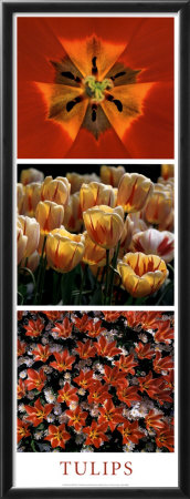 Red Tulips by Dell'orto Pricing Limited Edition Print image