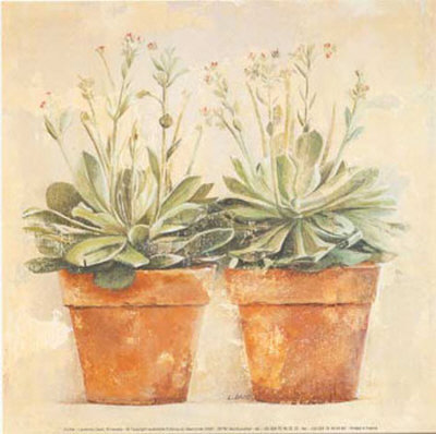 Echeveria by Laurence David Pricing Limited Edition Print image