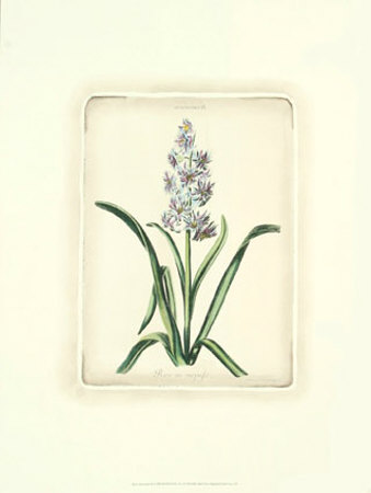 Hyacinthus Ix by Christoph Jacob Trew Pricing Limited Edition Print image