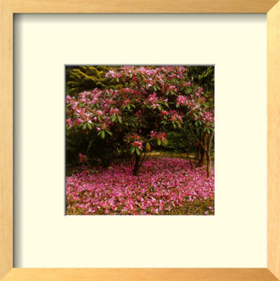 Rhododendron by Bent Rej Pricing Limited Edition Print image