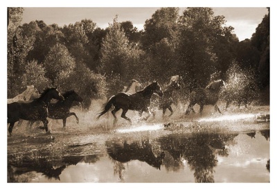 Horse Crossing by Robert Dawson Pricing Limited Edition Print image