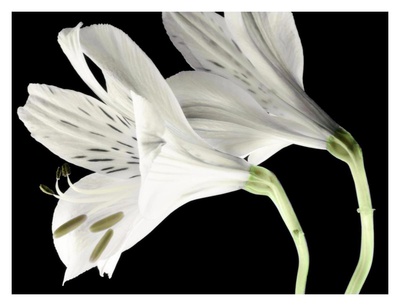 Lily Ii by Dianne Poinski Pricing Limited Edition Print image