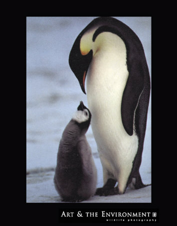 Emperor Penguin And Chick by Konrad Wothe Pricing Limited Edition Print image