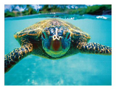 Honu, Hawaiian Sea Turtle by Kirk Lee Aeder Pricing Limited Edition Print image