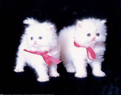 White Kittens by Diane Leis Pricing Limited Edition Print image