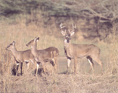 Deer Family by Jeanne Drake Pricing Limited Edition Print image