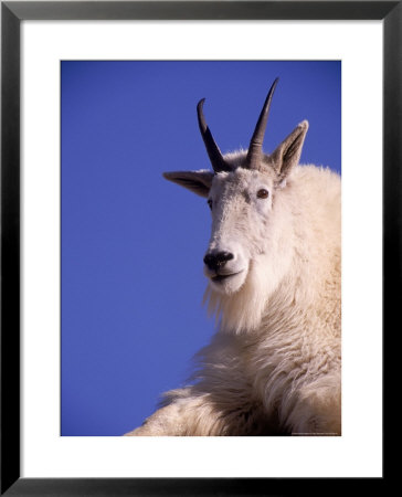 Mountain Goat (Oreamnos Americanus), Co by Gary Mcvicker Pricing Limited Edition Print image
