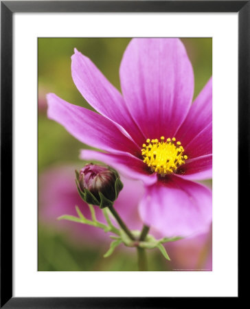 Cosmos Bipinnatus Sensation, Close-Up Of A Pink Flower And Bud by Hemant Jariwala Pricing Limited Edition Print image