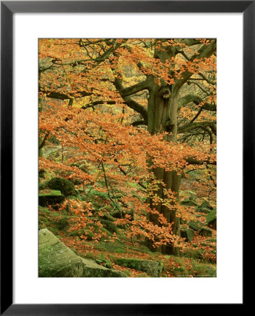 Common Beech, Autumn Colour, Uk by Mark Hamblin Pricing Limited Edition Print image