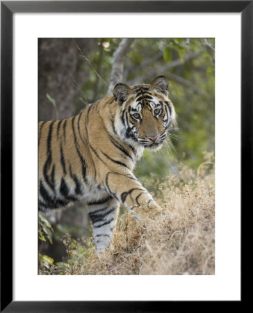 Bengal Tiger, Portrait Of Young Male, Madhya Pradesh, India by Elliott Neep Pricing Limited Edition Print image