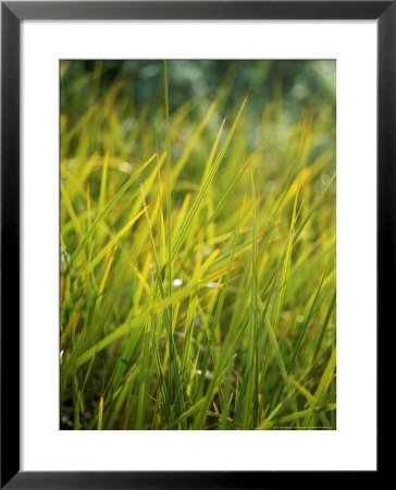 Libertia Peregrinans (Gold Leaf) Close-Up Of Grass by Pernilla Bergdahl Pricing Limited Edition Print image