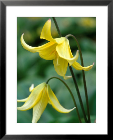 Erythronium (Kondo) by Mark Bolton Pricing Limited Edition Print image