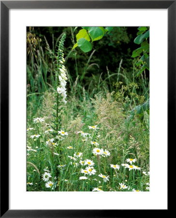 White Foxglove, Ox-Eye Daisy And Grasses by Lynn Keddie Pricing Limited Edition Print image