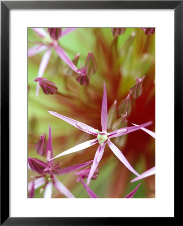 Allium Christophii, Ornamental Allium by Lynn Keddie Pricing Limited Edition Print image