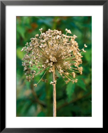 Allium Hollandicum, Close-Up Of Seed Head, September by Lynn Keddie Pricing Limited Edition Print image