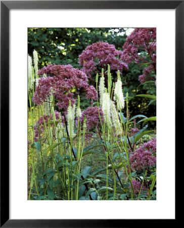 Sanguisorbia Canadensis And Eupatorium Purpureum Growing Together by Lynn Keddie Pricing Limited Edition Print image