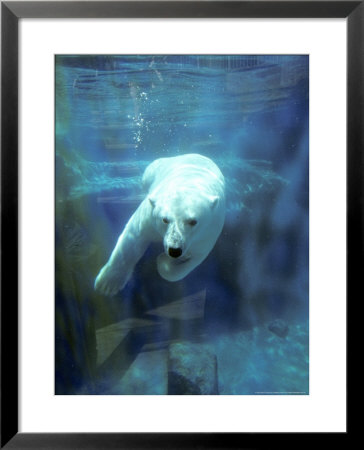 Polar Bear, Swimming Underwater, Quebec, Canada by Philippe Henry Pricing Limited Edition Print image