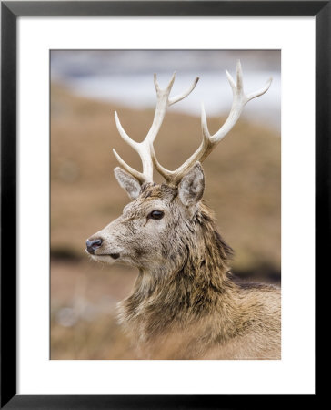 Highland Red Deer, Portrait Of Stag, The Highlands, Scotland by Elliott Neep Pricing Limited Edition Print image