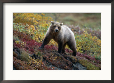 Grizzly Bear, Denali Np, Alaska by Hal Gage Pricing Limited Edition Print image