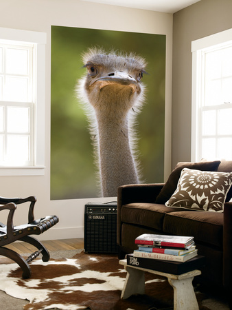 Ostrich, Lewa Wildlife Conservancy, Kenya by Demetrio Carrasco Pricing Limited Edition Print image