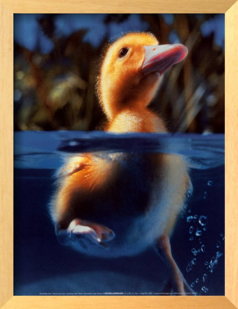 Duckling Under Water by Cynthia Hart Pricing Limited Edition Print image