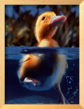 Duckling Under Water by Cynthia Hart Pricing Limited Edition Print image