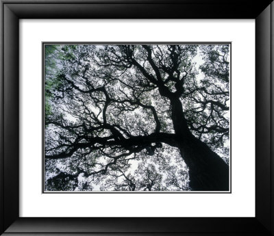Old Oak Tree Limbs Against The Sky, Tx by Don Grall Pricing Limited Edition Print image