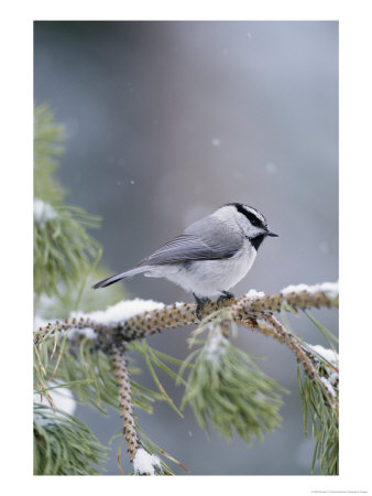 A Mountain Chickadee Weathers A Winter Snowstorm In A Pinetree by Michael S. Quinton Pricing Limited Edition Print image
