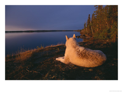 A White Husky Gazes At The Water by Paul Nicklen Pricing Limited Edition Print image