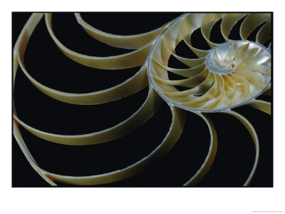 A Close-Up Of The Cross-Section Of A Chambered Nautilus Shell by Todd Gipstein Pricing Limited Edition Print image