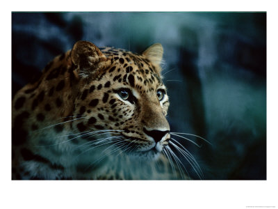 An Amur Leopard At The Minnesota Zoological Gardens by Michael Nichols Pricing Limited Edition Print image