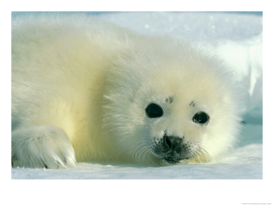 A Newborn Harp Seal Pup In A Thin White Coat Stares Directly At The Camera by Norbert Rosing Pricing Limited Edition Print image