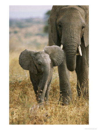 An African Elephant Walks With It Young by Roy Toft Pricing Limited Edition Print image
