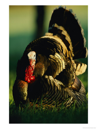 Close View Of A Wild Turkey by Joel Sartore Pricing Limited Edition Print image