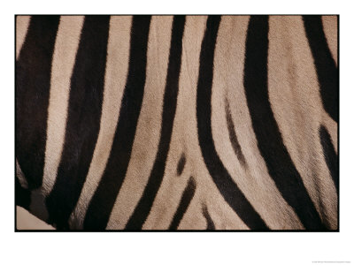 A Close View Of A Zebras Stripes by Michael Nichols Pricing Limited Edition Print image