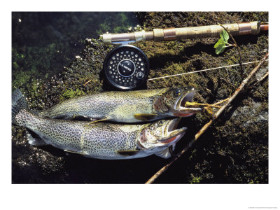 A Pair Of Cutthroat Trout, Salmo Clarki, And A Reel Lie On A Bank by Bill Curtsinger Pricing Limited Edition Print image