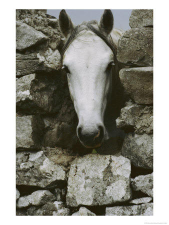 The Head Of A White Connemara Pony Pokes Through A Gap In A Stone Wall by Anne Keiser Pricing Limited Edition Print image