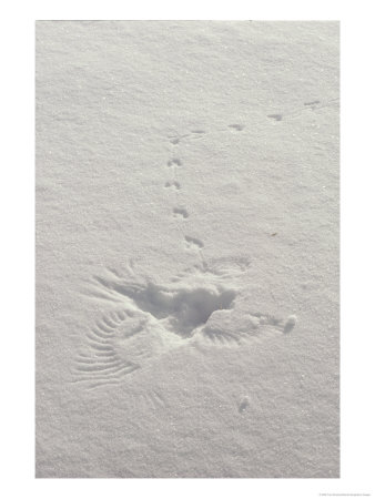 Prints In The Snow Mark The Scene Where A Hawk Caught A Meadow Vole by Tom Murphy Pricing Limited Edition Print image