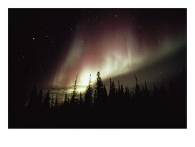 The Aurora Borealis Shimmers In The Sky Above Silhouetted Evergreeens by Norbert Rosing Pricing Limited Edition Print image