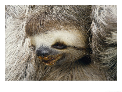 Close Portrait Of A Three Toed Sloth by Darlyne A. Murawski Pricing Limited Edition Print image