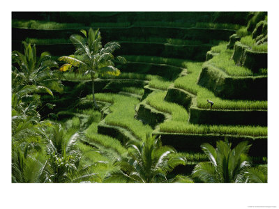 Scenic Valley With Rice Fields In Balis Central Highlands by Paul Chesley Pricing Limited Edition Print image