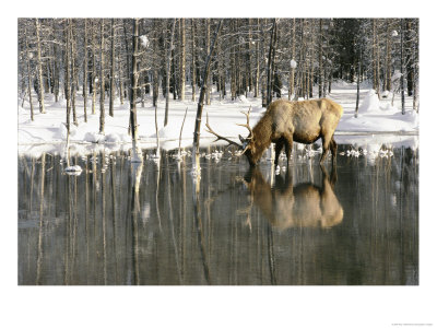 A Male Elk Takes A Drink While Standing In The Water In This Winter Scene by Roy Toft Pricing Limited Edition Print image